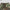 COMPASS MODE RISE-UP STR SPORTS PANTS/COTTON ARMY GREEN CAMOUFLAGE
