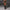 VINTAGE VANISH CARGO SHORT DRESS/CAMO COTTON GREEN CAMOUFLAGE
